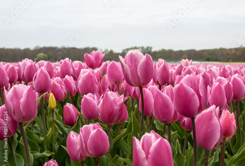 Tulip fields of the Bollenstreek, South Holland, Netherlands photo