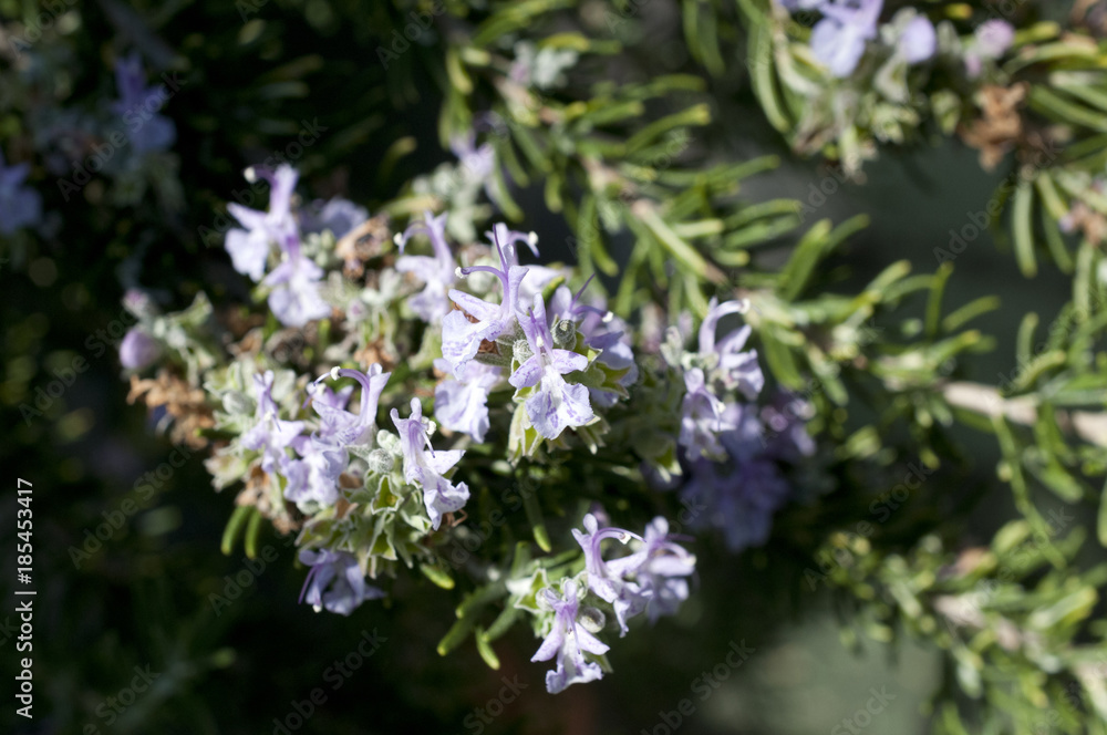 ローズマリーの花 ローズマリーの花