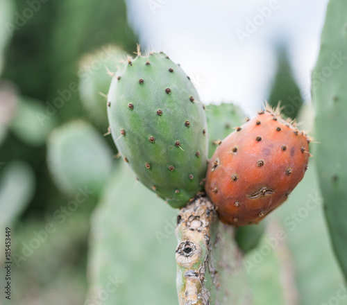 Prickly pear or opuntia plant close -up.