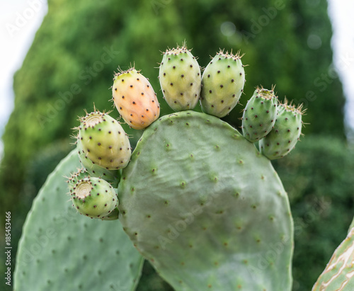 Prickly pear or opuntia plant close -up.