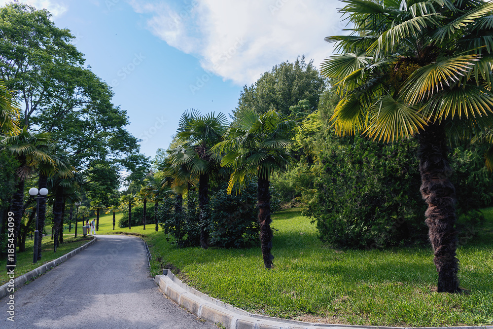 a wide concrete path among the palm trees in the arboretum of Sochi on the background of beautiful blue sky