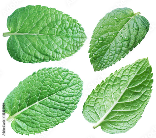 Four spearmint leaves or mint leaves. Collection. Clipping path.