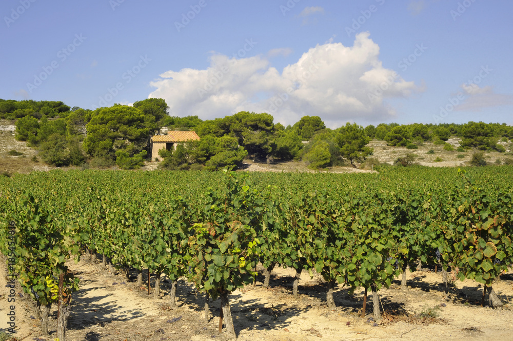 Les vignes et le cabanon à Gruissan (11430), département de l'Aude en région Occitanie, France	
