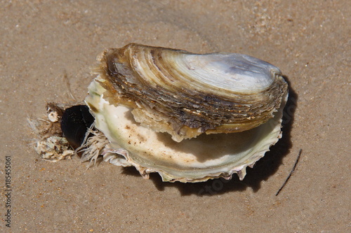 Shells on Hazards Beach in Freycinet NP in Tasmania
