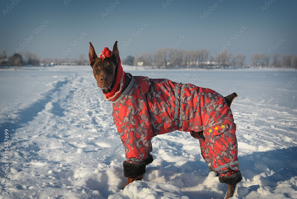Doberman dog clothes hotsell