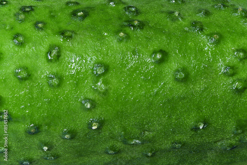 Obraz na plátně The texture of cucumber close up.