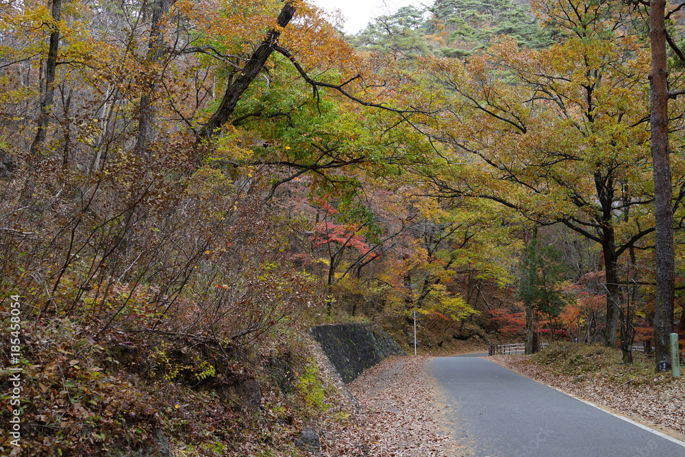 Fototapeta premium 紅葉する山々 木々 オレンジ だいだい色 