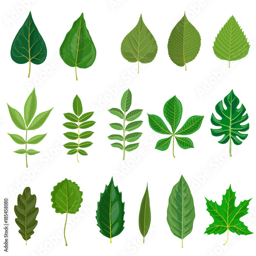 vector set of tree leaves © cat_arch_angel
