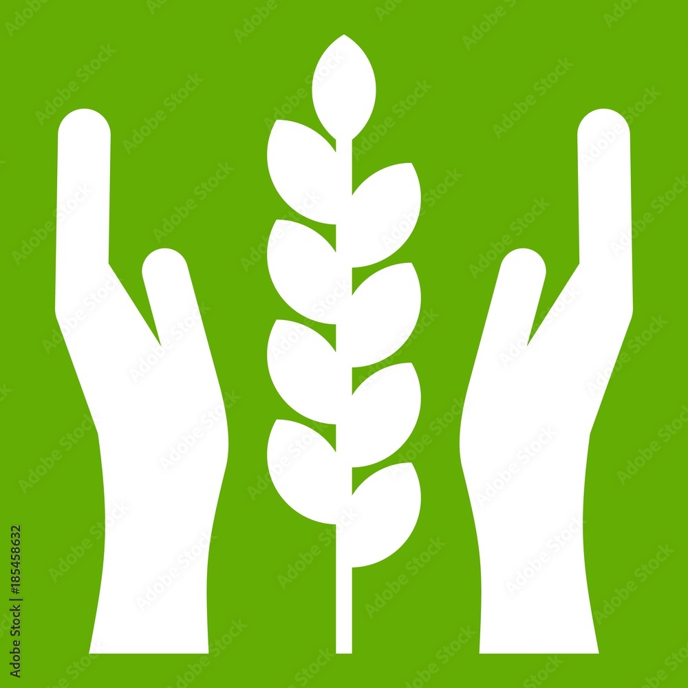 Obraz premium Hands and ear of wheat icon green