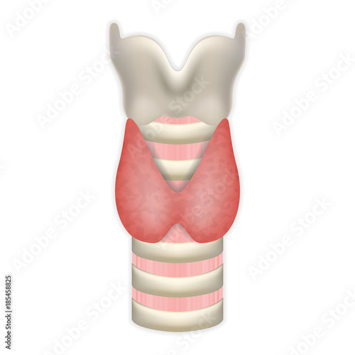 Anatomy Of Thyroid Gland With Trachea And Larynx. Medical Symbol Of Endocrinology System Or Hormone Secretion. EPS10 Vector Illustration.