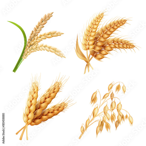 Murais de parede Agricultural crops set Rice, oats, wheat, barley vector realistic illustration