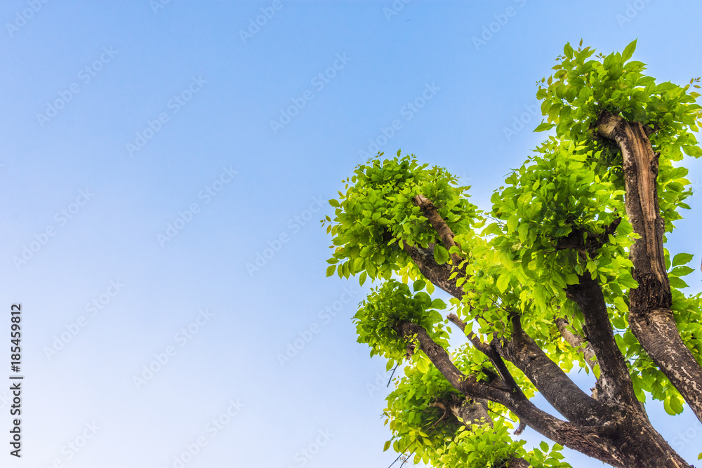 Beautiful green tree sky background Beautiful green tree sky background