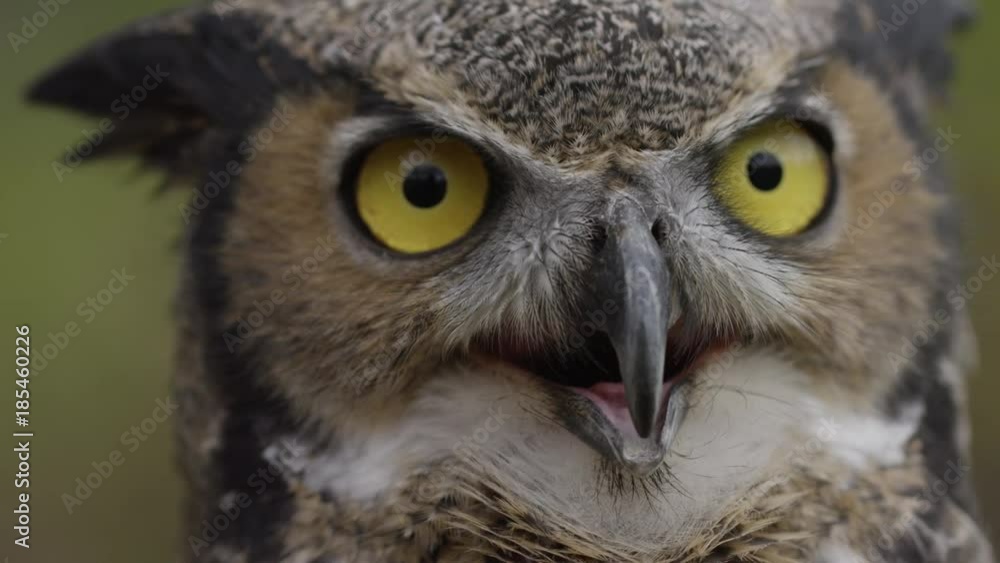 Horned owl close up slow motion breathing Horned owl close up slow motion breathing