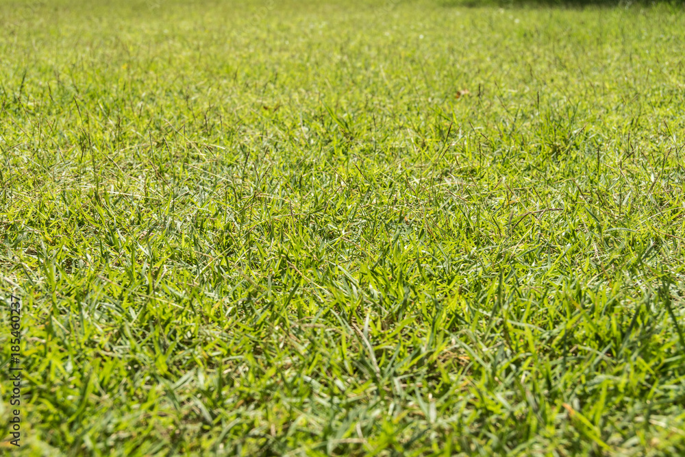 Close up green grass field with blur park background,Spring and summer concept Close up green grass field with blur park background,Spring and summer concept