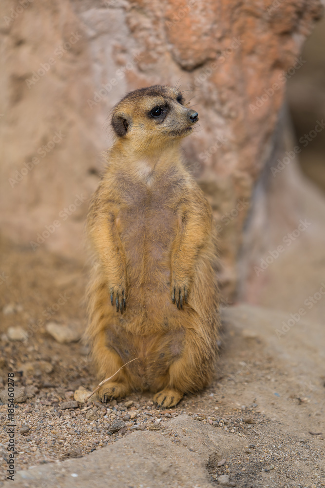 Fototapeta premium The meerkat uses its tail to balance when standing upright, as well as for signaling.