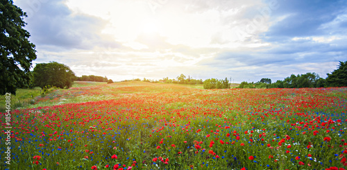 Red Wild poppies in the meadow at sunset  amazing background photo. To jest Polska     Mazury
