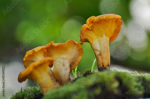 Collecting chanterelle mushroom in the forest. CANTHARELLUS CIBARIUS in moss with green background. Collecting mushrooms and preparing food. 