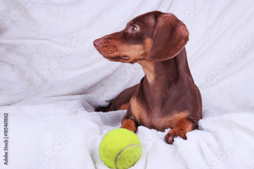 Dachshund puppy playing with yellow tennis ball on white ground © KsPhoto