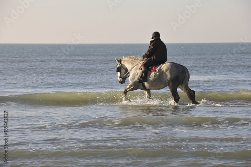 cheval dans la mer