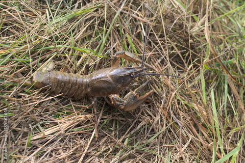 Crayfish on dry grass © Ольга Паршина