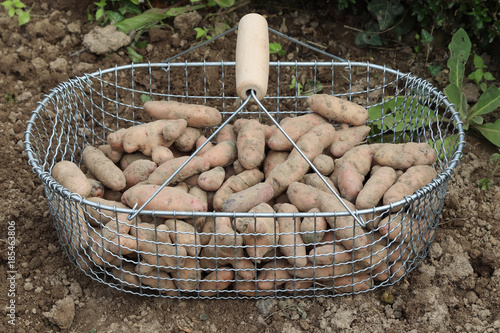 Kartoffelernte im Biogarten