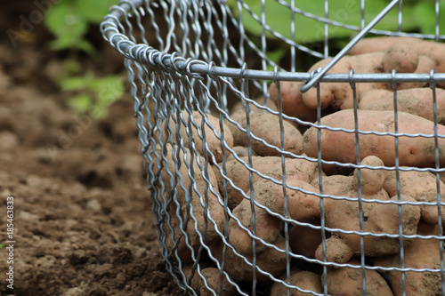 Kartoffelernte im Biogarten