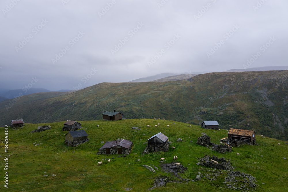 Cute little houses and sheep on a mountain in Norway