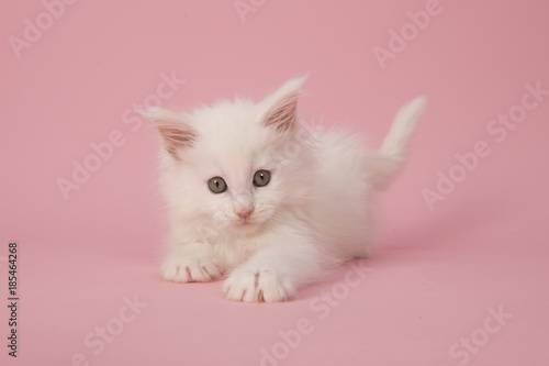 Cute white main coon baby cat kitten playing on a pink background