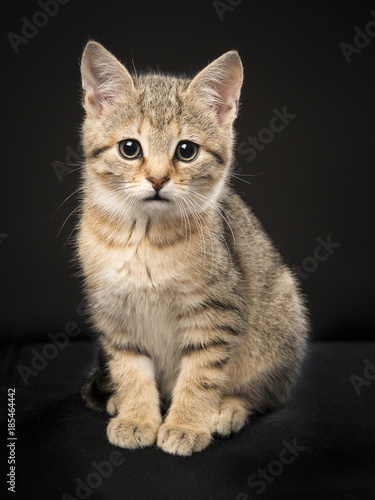 Cute sitting tabby baby cat looking at the camera on a black background © Elles Rijsdijk