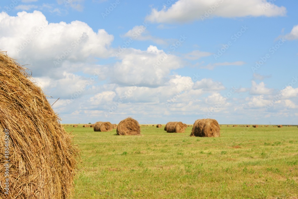 Hay bales on the field