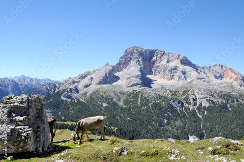 Die Hohe Gaisl mit Kühe photo