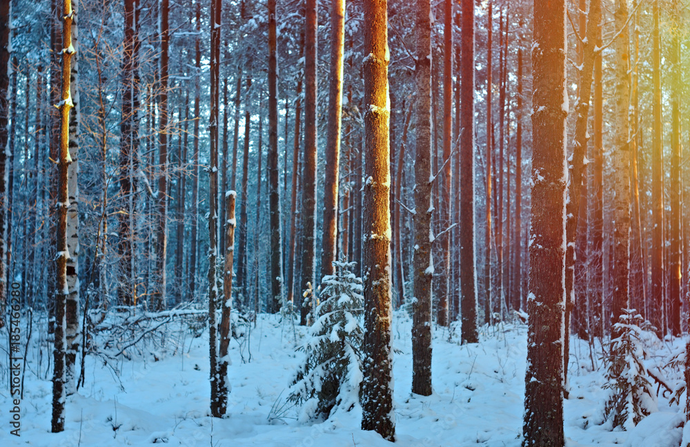 Fototapeta premium winter landscape .Winter scene