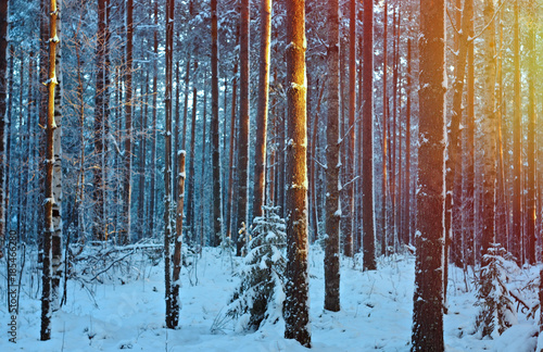 winter landscape .Winter scene