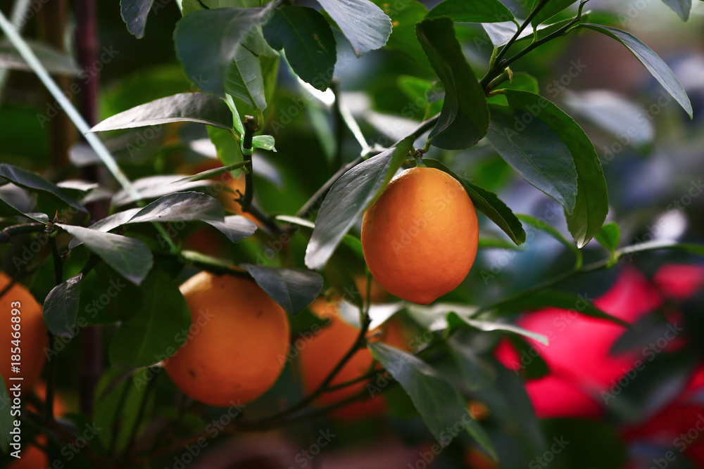 The tree mature orange The tree mature orange