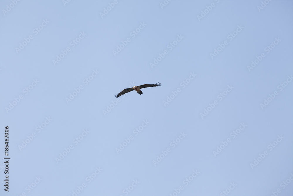 Brown Caucasus eagle flying in blue sky