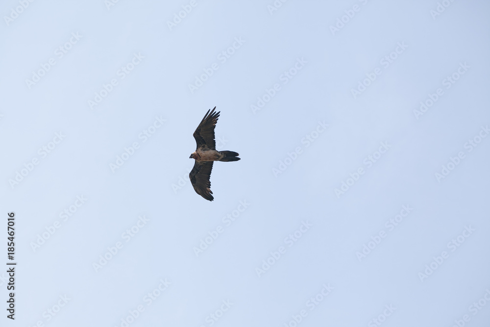 Brown Caucasus eagle soaring in blue sky Brown Caucasus eagle soaring in blue sky