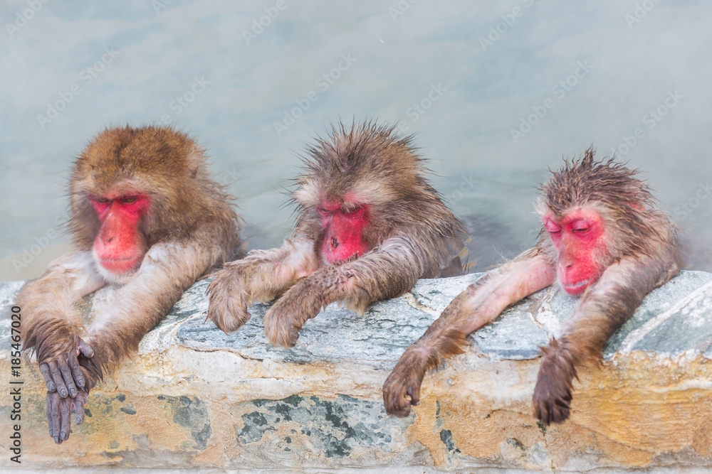 Naklejka premium trzy japońskie małpy śnieżne (makaki) w basenie zimą