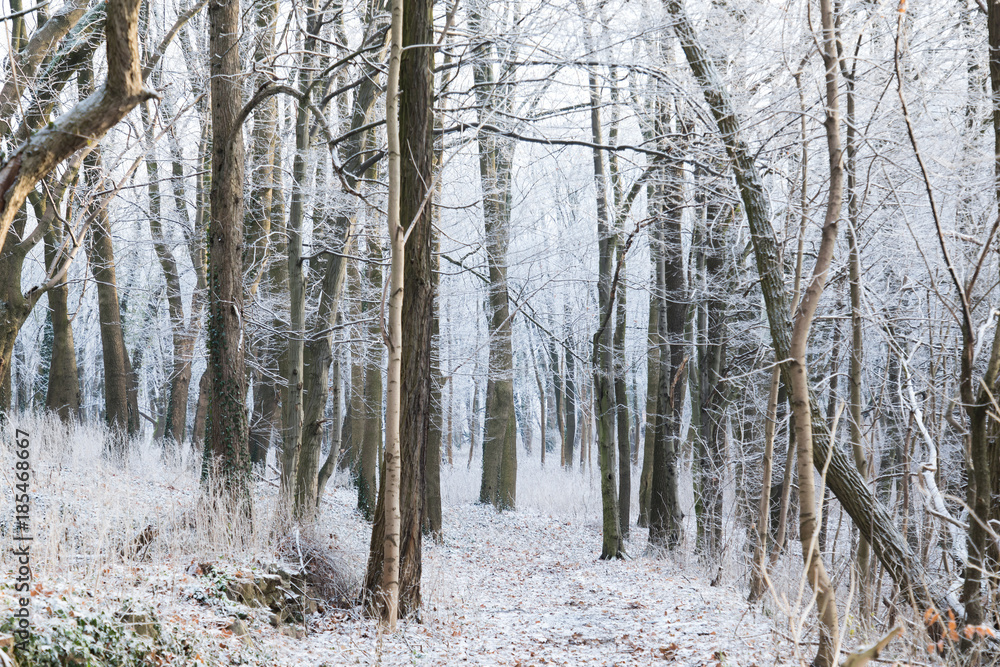 Fototapeta premium Snowy wild forest