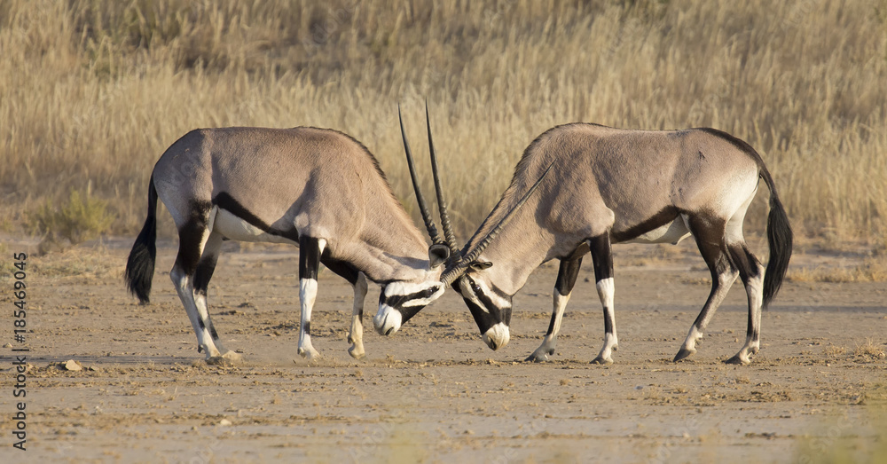 Two Oryx fight for dominance in the hot Kalahari