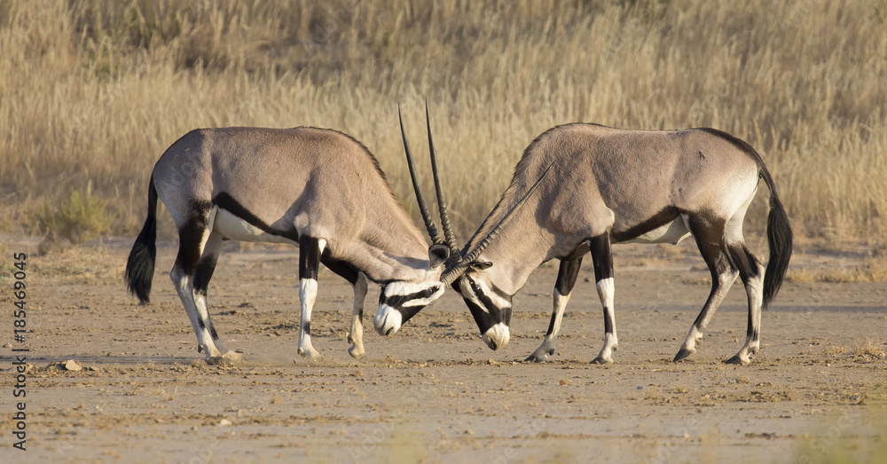 Two Oryx fight for dominance in the hot Kalahari Two Oryx fight for dominance in the hot Kalahari