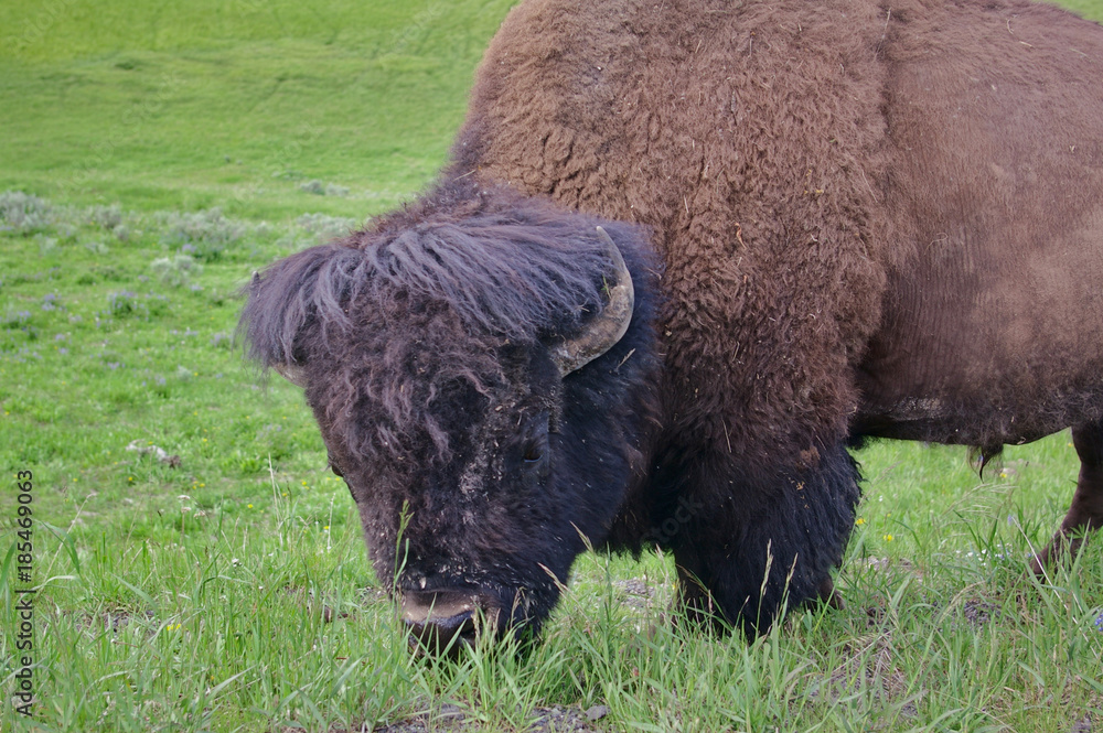 Closeup portrait of American buffalo grazing Closeup portrait of American buffalo grazing