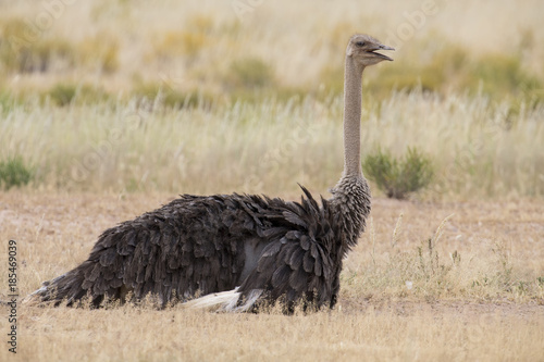 Female ostrich lay down to rest in hot Kalahari sun