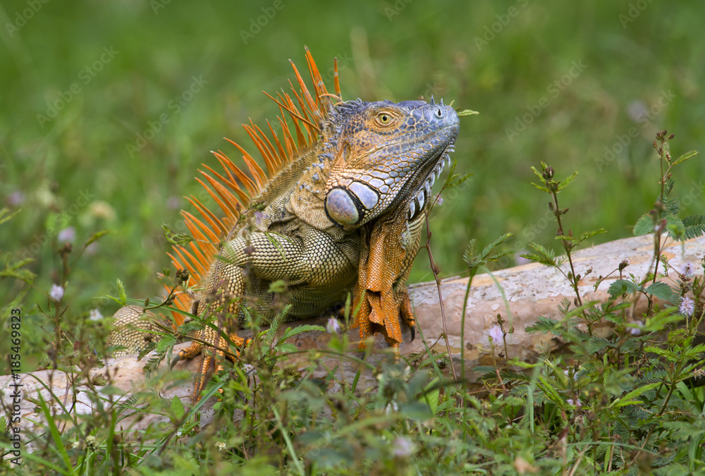 Obraz premium Male green iguana (Iguana iguana) demonstrating his mating coloration trying to attract females (Cano Negro National Refuge, Costa Rica).
