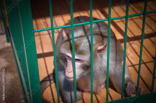 monkey in a cage photo