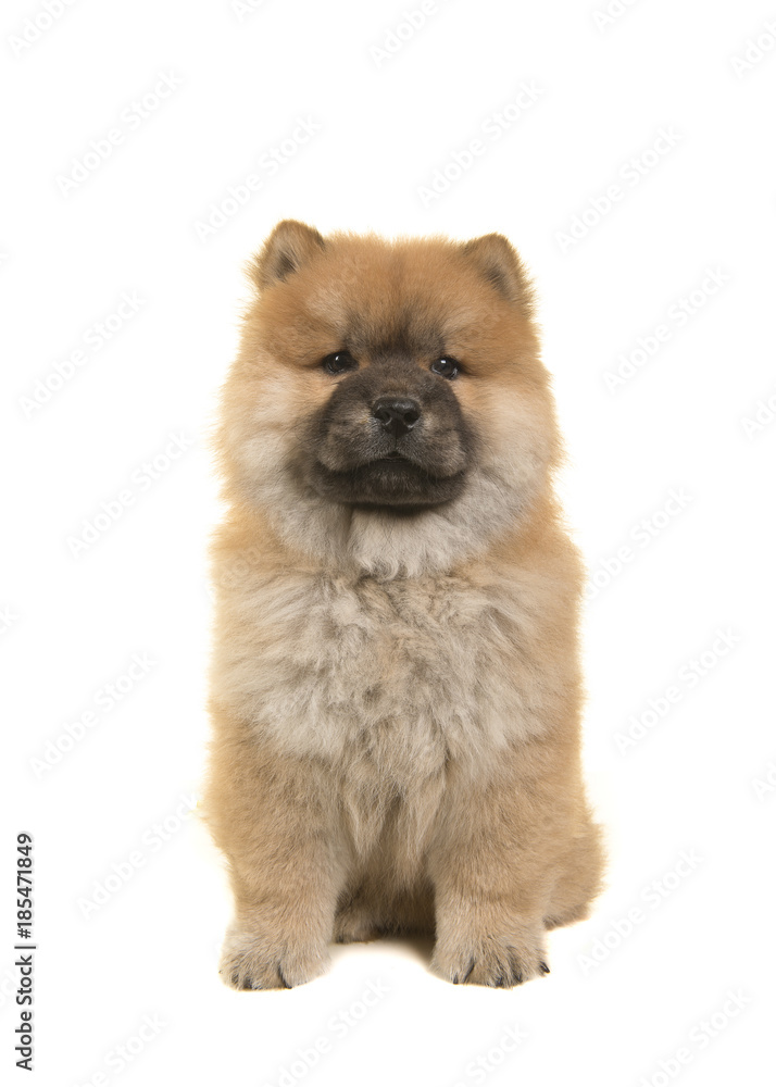 Sitting chow chow puppy seen from the front looking at the camera isolated on a white background