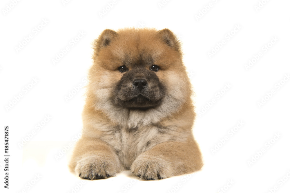 Chow chow puppy seen from the front lying down looking at the camera isolated on a white background Chow chow puppy seen from the front lying down looking at the camera isolated on a white background