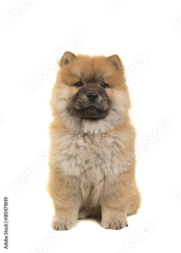 Sitting chow chow puppy seen from the front looking at the camera isolated on a white background