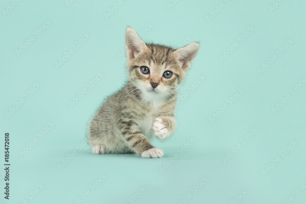 Obraz premium Cute tabby kitten cat sitting on a turquoise blue background