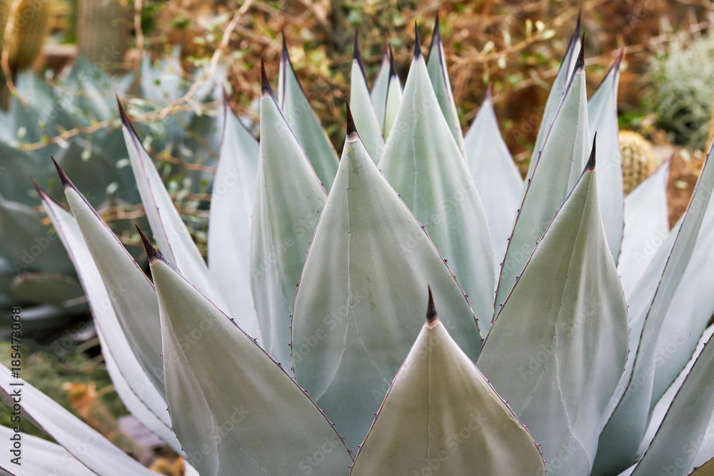 Agave sebastiana, also known as Silver Lining and Cedros Island Agave