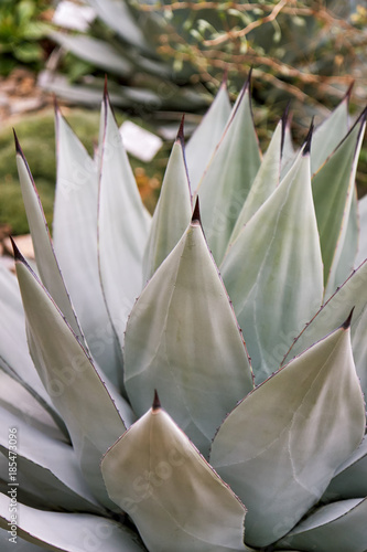 Agave sebastiana, also known as Silver Lining and Cedros Island Agave photo